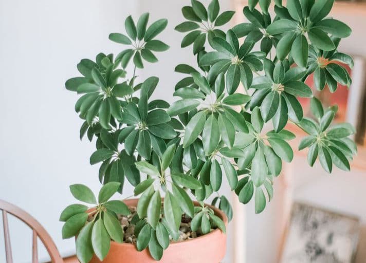 شفلرا آپارتمانی مناسب دکوراسیون مدرن و شیک